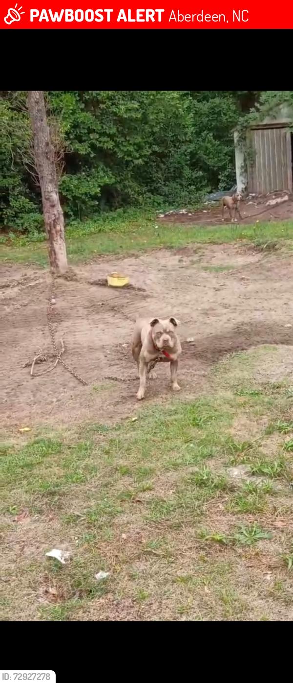 Lost Female Dog last seen Texas roadhouse, Aberdeen, NC 28315