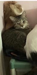 Reunited Male Cat last seen Grand Blvd., New Port Richey, FL 34652