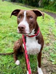 Shelter Stray Male Dog last seen Near BLOCK  BRASHEAR DR, Watterson Park, KY 40218