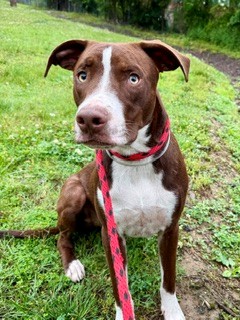 Shelter Stray Male Dog last seen Near BLOCK  BRASHEAR DR, Watterson Park, KY 40218