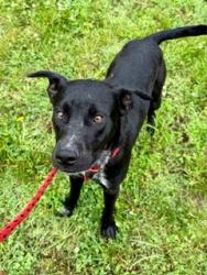 Shelter Stray Male Dog last seen Near BLOCK  BRASHEAR DR, Watterson Park, KY 40218