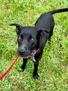 Shelter Stray Male Dog last seen Near BLOCK  BRASHEAR DR, Watterson Park, KY 40218