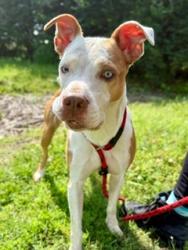 Shelter Stray Female Dog last seen Near BLOCK BAXTER AVE, Watterson Park, KY 40218