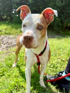 Shelter Stray Female Dog last seen Near BLOCK BAXTER AVE, Watterson Park, KY 40218