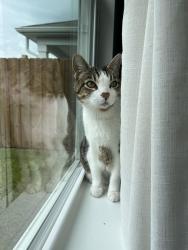 Reunited Male Cat last seen Near Neighborhood Pool, Winnabow, NC 28479