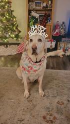 Reunited Female Dog last seen Near Aztec Ln, Henderson, NV 89015, USA, Henderson, NV 89015