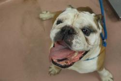Shelter Stray Male Dog last seen Near BLOCK OLD LEESBURG RD, Columbia, SC 29209