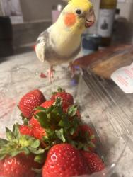 Lost Male Bird last seen Stonehenge , Raleigh, NC 27615