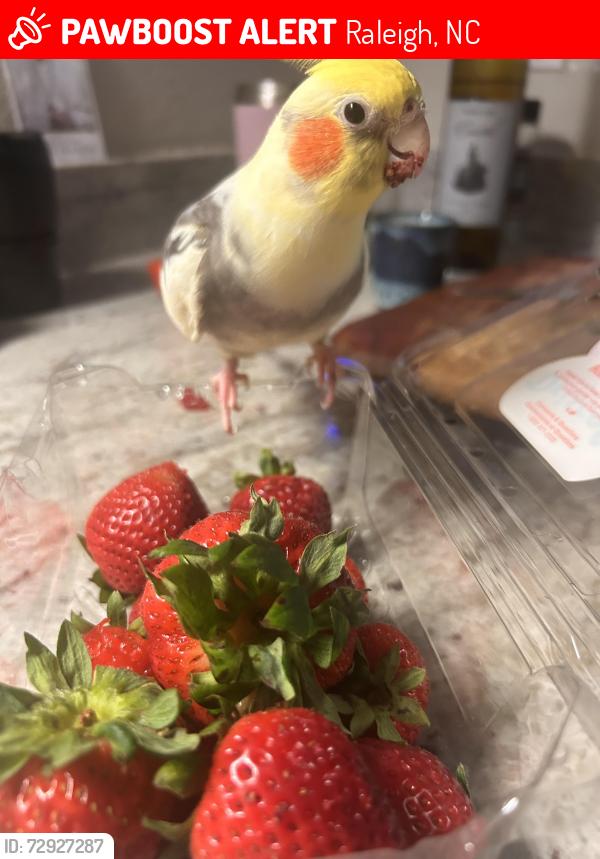 Lost Male Bird last seen Stonehenge , Raleigh, NC 27615
