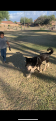 Lost Male Dog last seen Walnut creek, Austin, TX 78753
