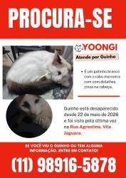 Lost Male Cat last seen Próximo ao ecoponto, Vila Jaguara, SP 05117-100