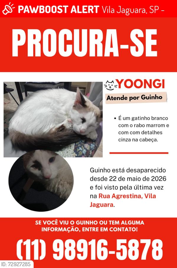 Lost Male Cat last seen Próximo ao ecoponto, Vila Jaguara, SP 05117-100