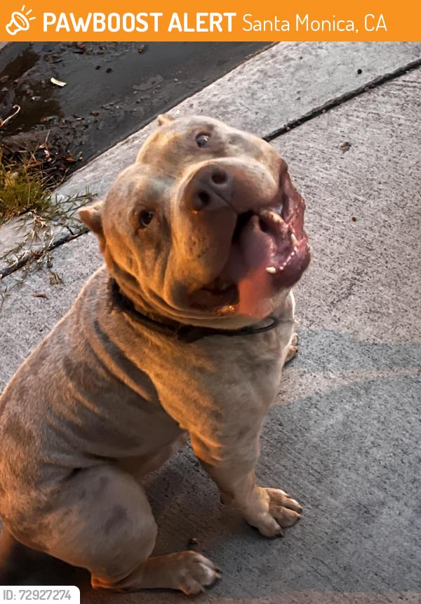 Found/Stray Male Dog last seen Near 11th St Santa Monica, Santa Monica, CA 90405