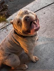 Found/Stray Male Dog last seen Near 11th St Santa Monica, Santa Monica, CA 90405