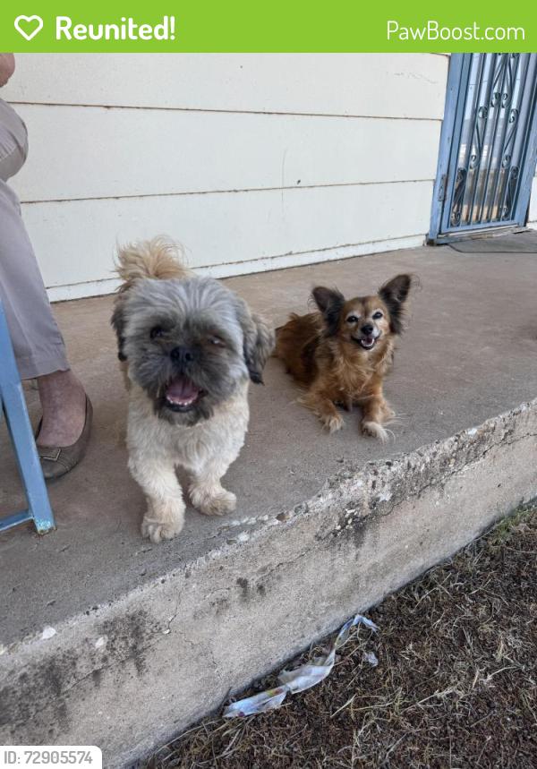 Reunited Male Dog last seen Near Cornell and Elgin, Lubbock, TX 79415