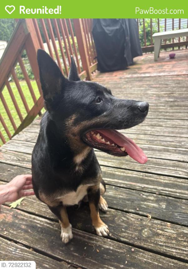 Reunited Male Dog last seen Highland Park, Chattanooga, TN 37404, USA, Chattanooga, TN 37404