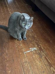 Reunited Female Cat last seen Corner of Newbridge Rd and Roxboro Ct, East Meadow, NY 11554
