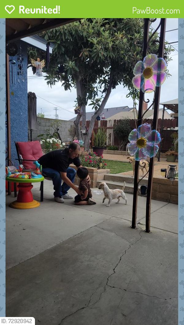 Reunited Male Dog last seen Pioneer blvd, Norwalk, CA 90650
