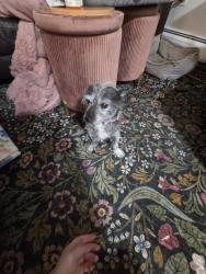 Reunited Female Dog last seen S Washington and bayaud, Denver, CO 80209
