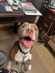 Found/Stray Male Dog last seen Alice Road/Humble Road, Tomball, TX 77375