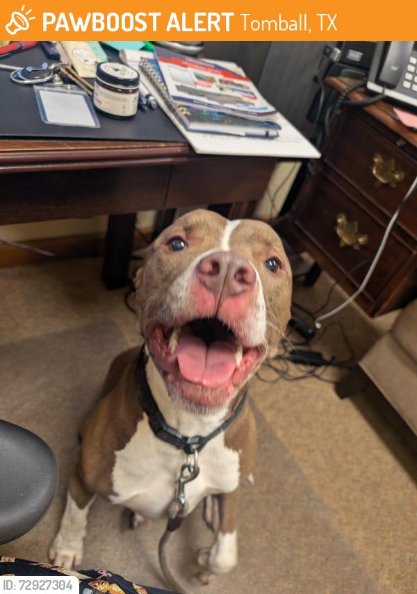 Found/Stray Male Dog last seen Alice Road/Humble Road, Tomball, TX 77375