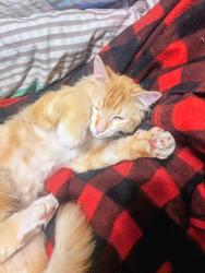 Reunited Male Cat last seen Como Pl and Front Ave , Saint Paul, MN 55103