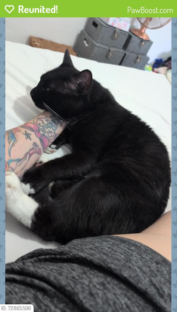 Reunited Male Cat last seen Tudor road , Southend-on-Sea, England SS0