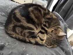 Reunited Male Cat last seen Norman Street, Leicester, England LE3 0GT