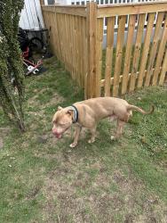 Found/Stray Male Dog last seen 27th st and S St, Richmond, VA 23223