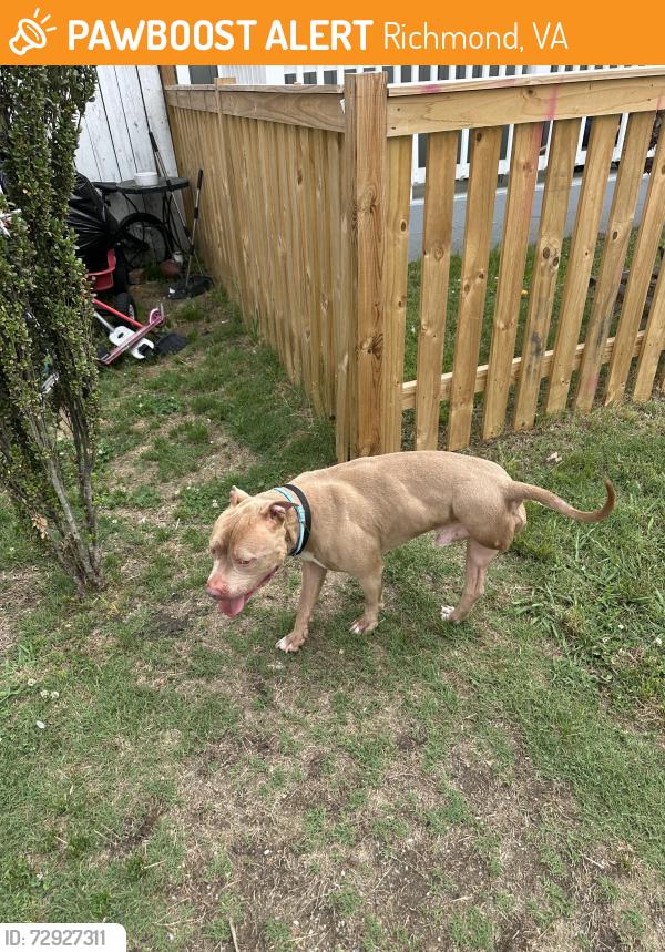 Found/Stray Male Dog last seen 27th st and S St, Richmond, VA 23223