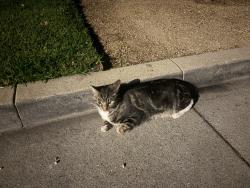 Found/Stray Unknown Cat last seen Pearl Street and 22nd Street, Santa Monica, CA 90405