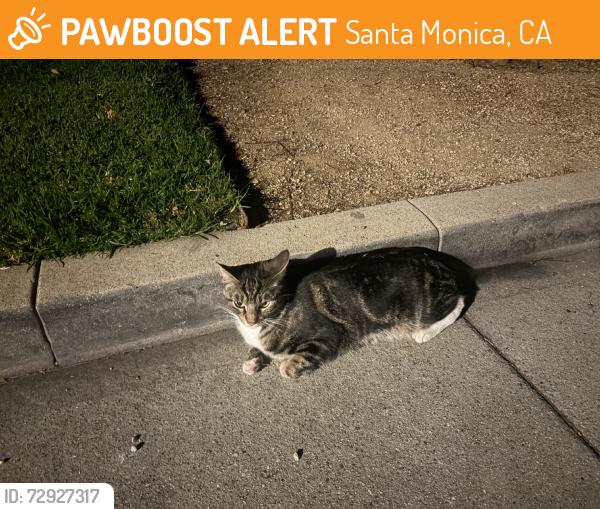 Found/Stray Unknown Cat last seen Pearl Street and 22nd Street, Santa Monica, CA 90405