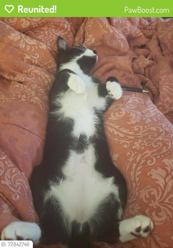 Reunited Male Cat last seen 61st and South J Street , Tacoma, WA 98408
