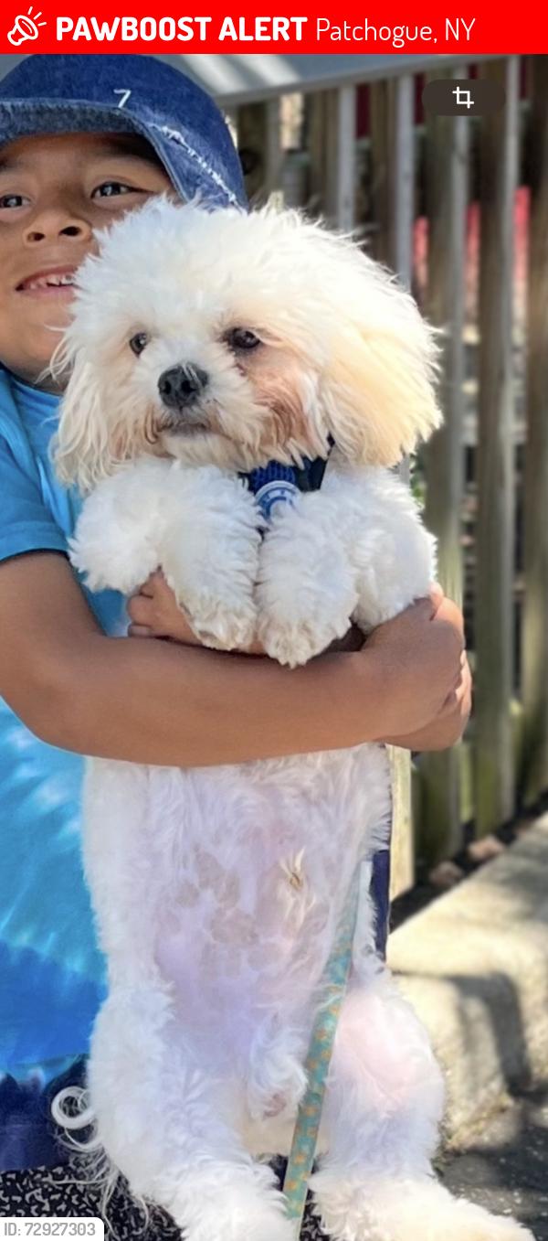 Lost Male Dog last seen Near river ave patchogue , Patchogue, NY 11772