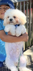 Lost Male Dog last seen Near river ave patchogue , Patchogue, NY 11772