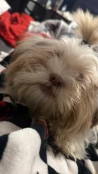 Reunited Female Dog last seen Near Stuart Rd, Denton, TX 76207, USA, Denton, TX 76207