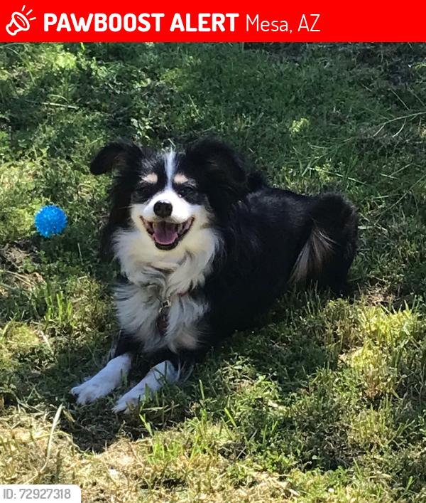 Lost Female Dog last seen Near Walgreens at Sossaman and Broadway, Mesa, AZ 85208