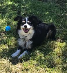 Lost Female Dog last seen Near Walgreens at Sossaman and Broadway, Mesa, AZ 85208