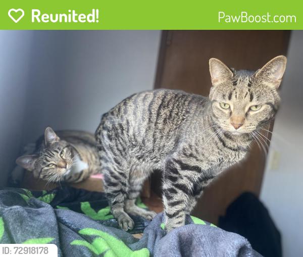 Reunited Male Cat last seen Timberlane Village apmts , Kansas City, MO 64138