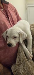 Found/Stray Female Dog last seen Fallbrook ln , Houston, TX 77086
