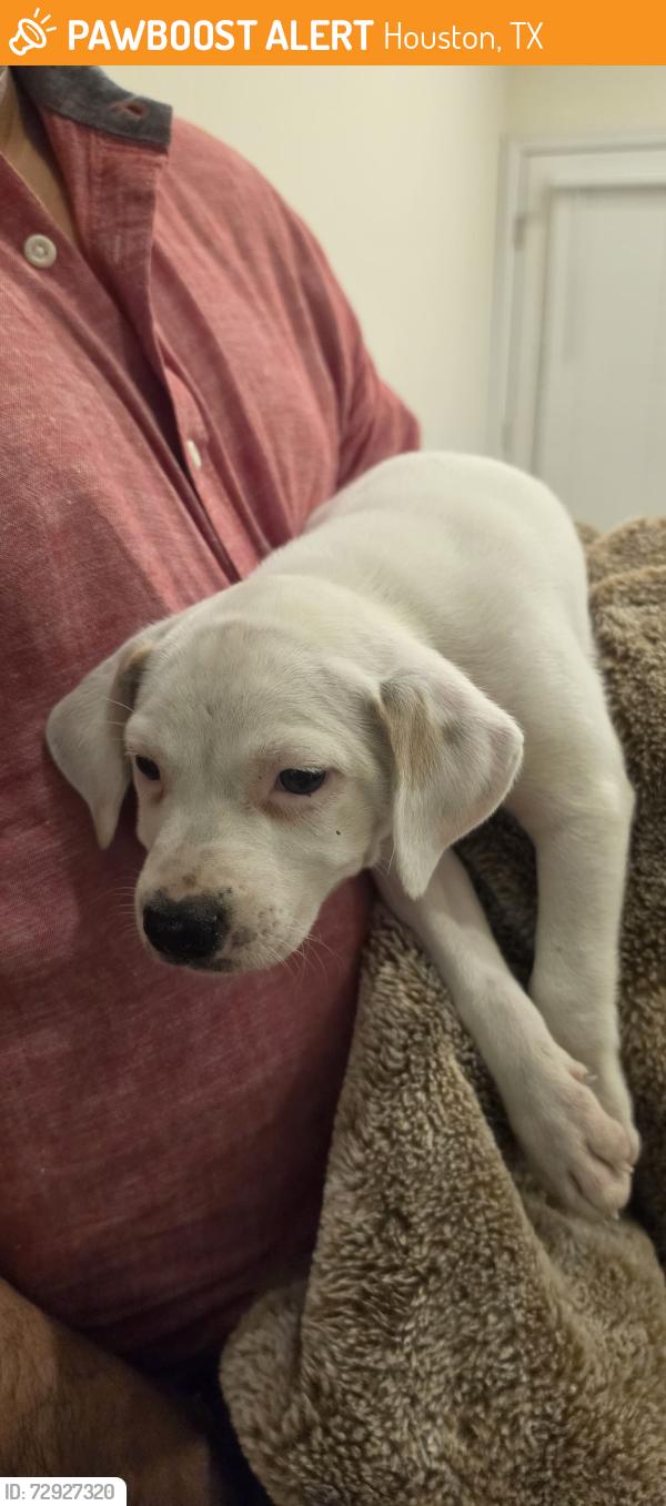 Found/Stray Female Dog last seen Fallbrook ln , Houston, TX 77086