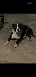 Lost Male Dog last seen Near south 62nd st Philadelphia , Philadelphia, PA 19139