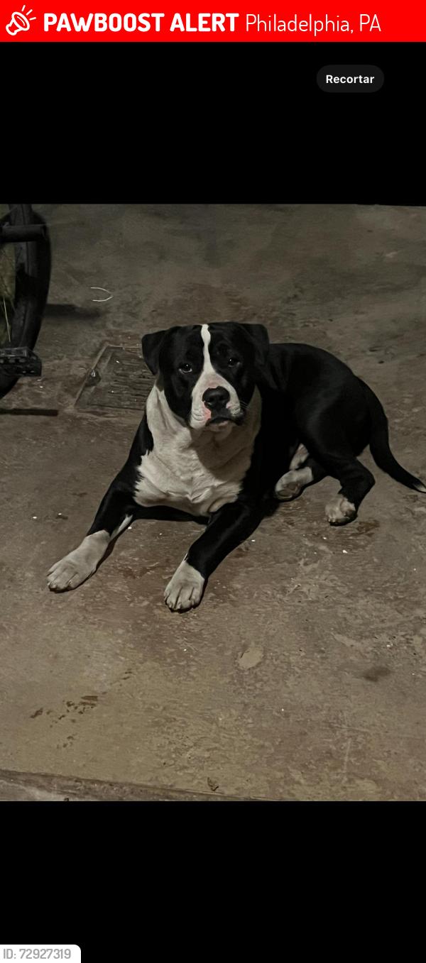Lost Male Dog last seen Near south 62nd st Philadelphia , Philadelphia, PA 19139