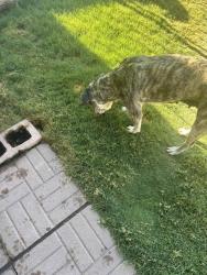 Lost Female Dog last seen IHOP , Las Cruces, NM 88005