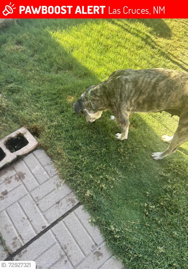 Lost Female Dog last seen IHOP , Las Cruces, NM 88005