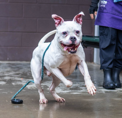 Shelter Stray Male Dog last seen , GA , Atlanta, GA 30341