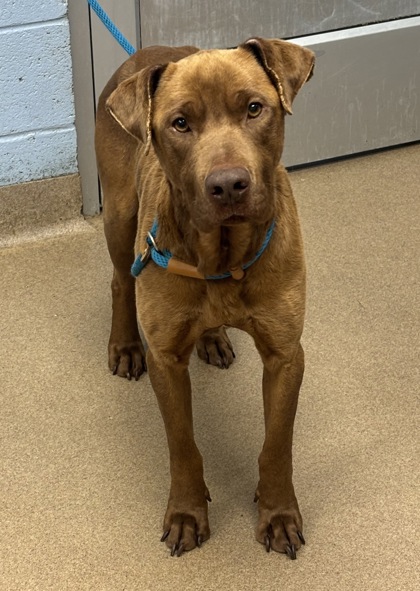 Shelter Stray Male Dog last seen Near Eagles Nest Cir Decatur, 30035, 30035, GA, Atlanta, GA 30341