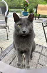 Reunited Male Cat last seen Vicinity of Wall High School area, Wall Township, NJ 07719