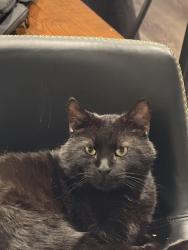 Reunited Male Cat last seen Near the hotel off n Salem, Fayetteville, AR 72704