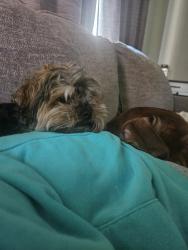 Lost Female Dog last seen 76th and upperidgr rd are my cross st, Everett, WA 98203